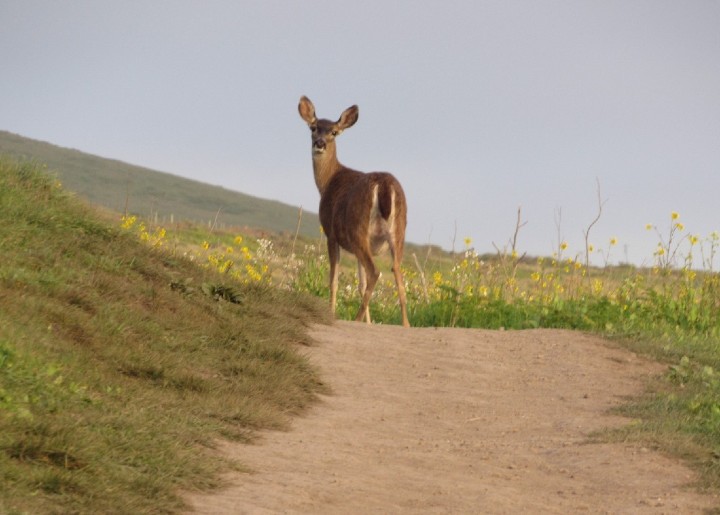 Deer Crossing